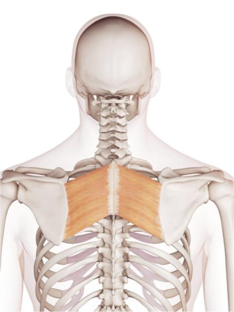 Suunnikaslihas, rhomboid, rhomboideus, ihmisen lihakset suomeksi ja latinaksi, nordic health academy, nha