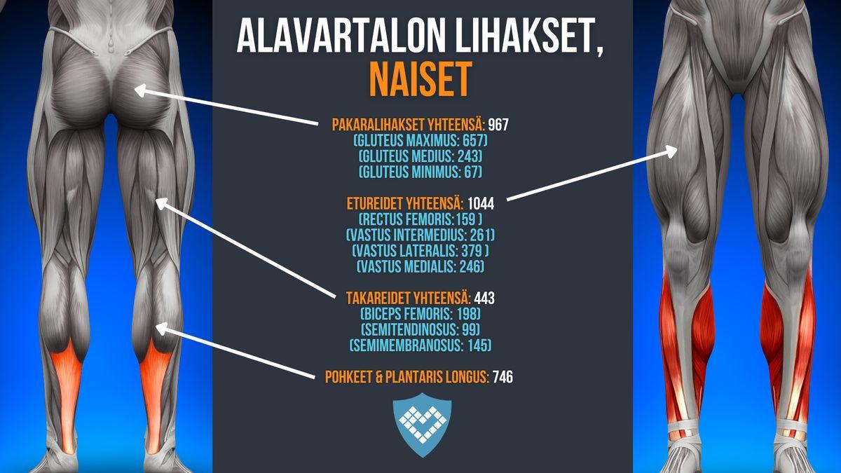 ihmiskehon suurimmat ja pienimmät lihakset naiset alaraajat