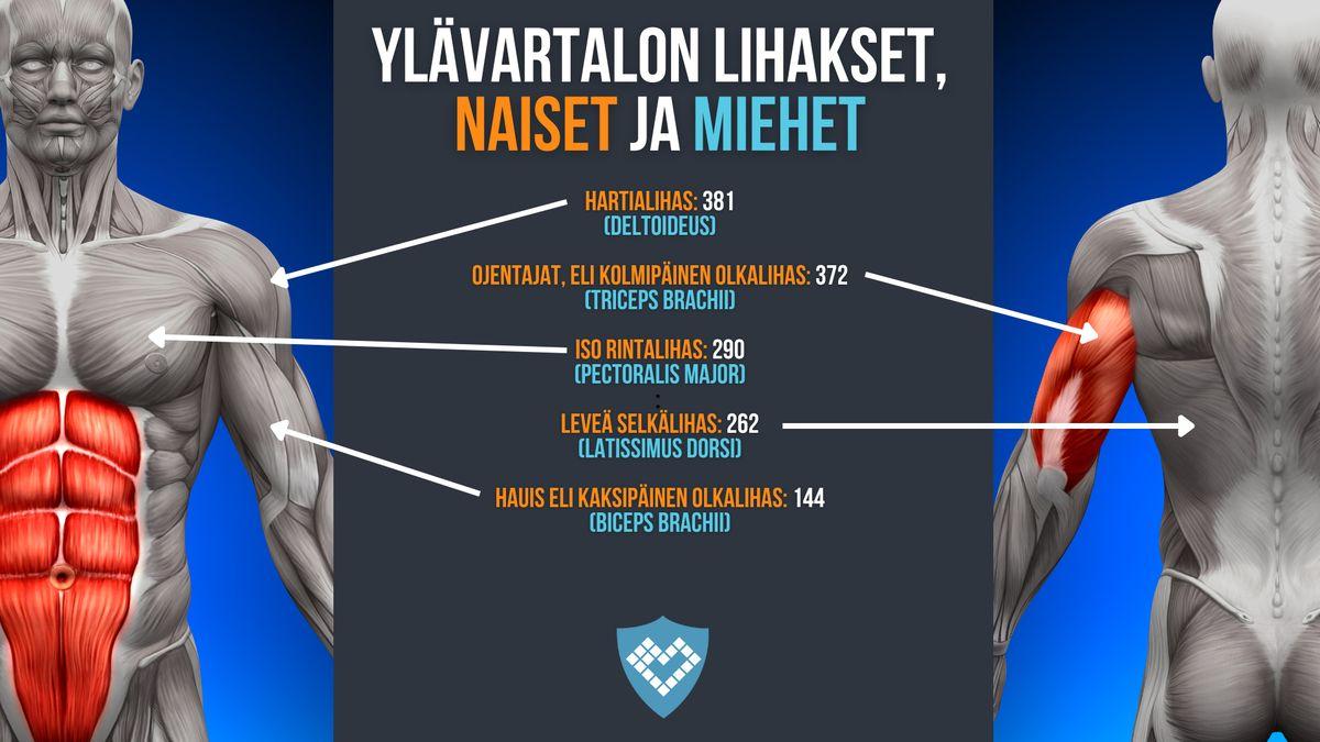 ihmiskehon suurimmat ja pienimmät lihakset ylävartalo